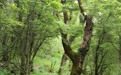 Natur und Grün macht glücklich und gesund