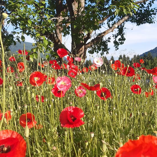nartura-yoga-retreat-kaernten NARTURA Atmen Achtsamkeit Workshop
