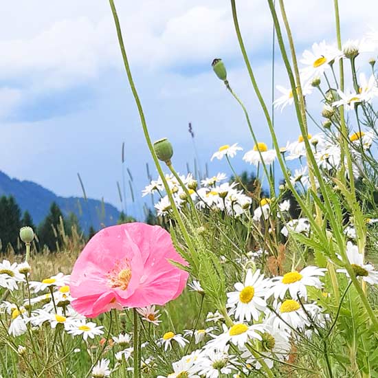 nartura-retreats-ort-und-raum-550 NARTURA Retreats Ort und Raum