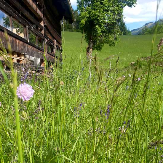 seminar-haus-kaernten-550 seminar haus kaernten